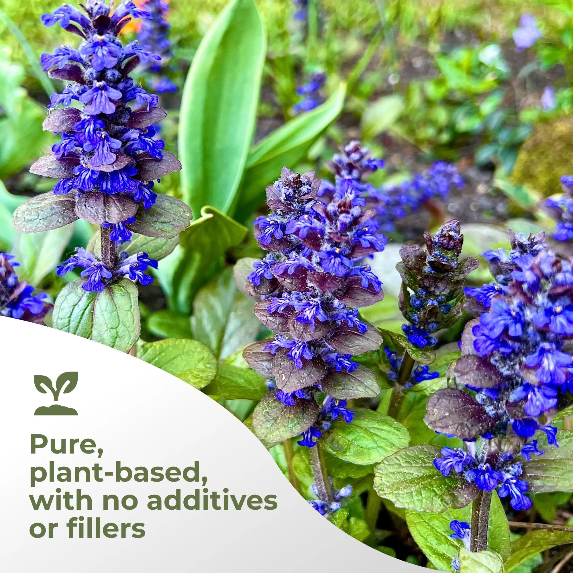 Ajuga Turkest Extract Gade Nutrition