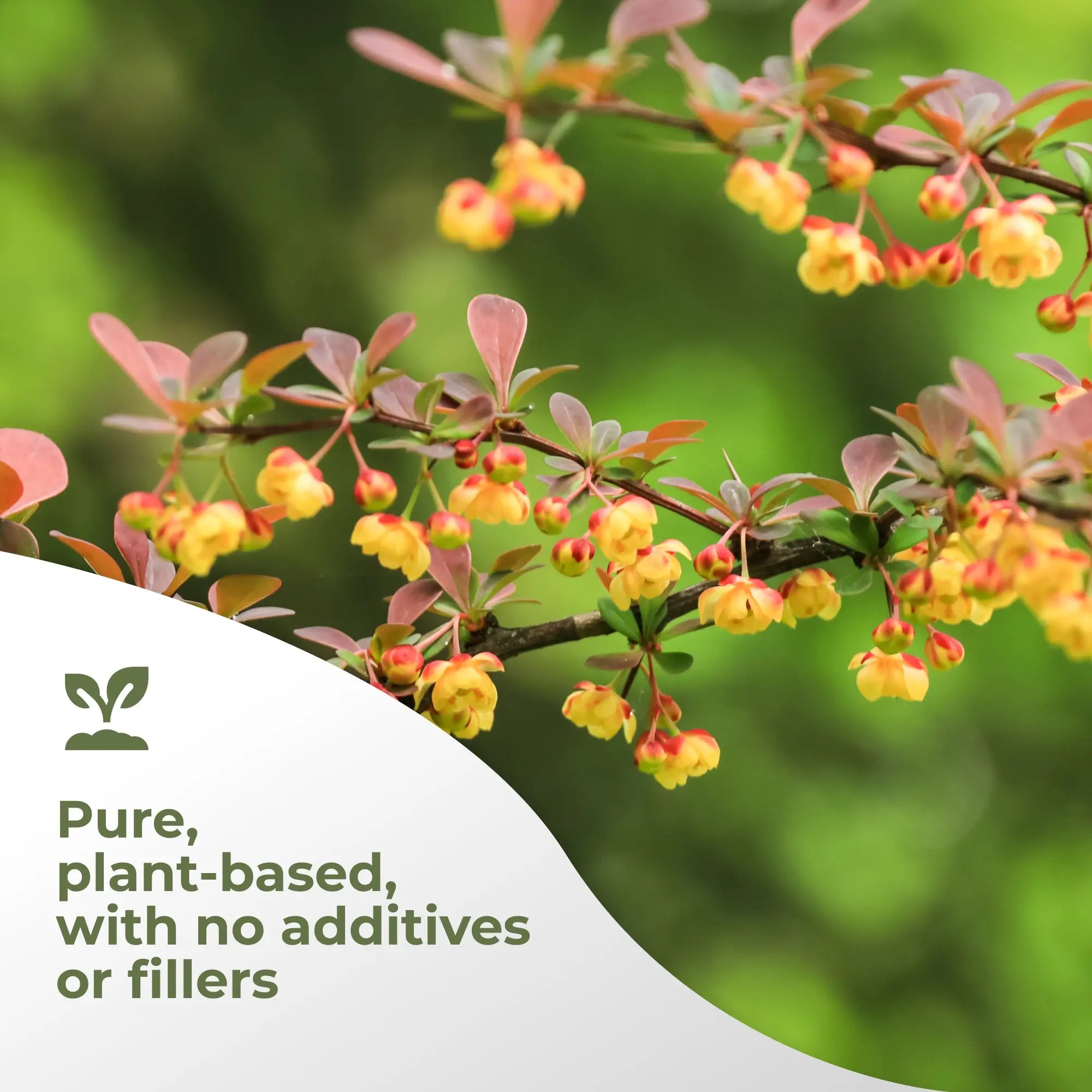 Berberine HCl Gade Nutrition