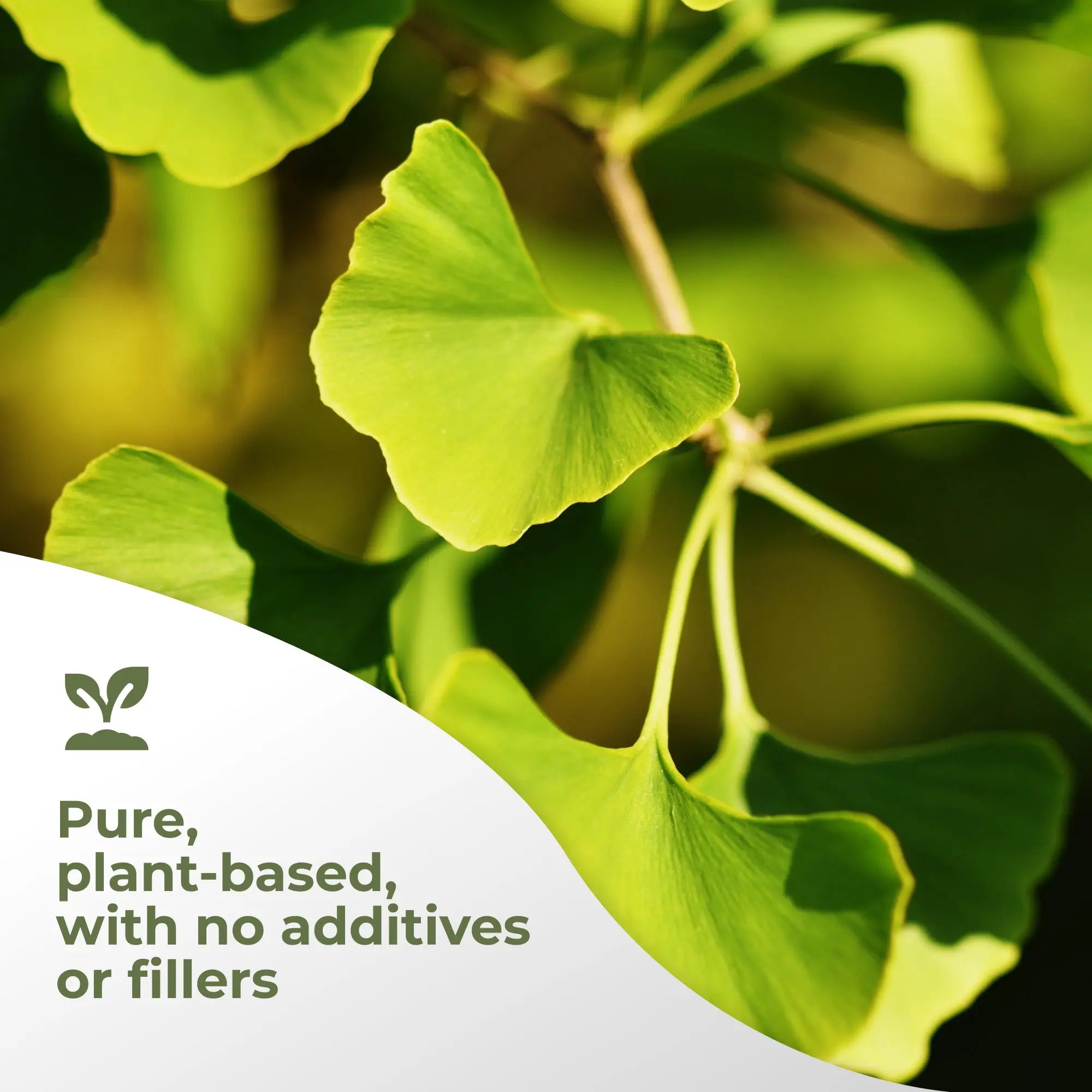 Ginkgo Biloba Extract Gade Nutrition