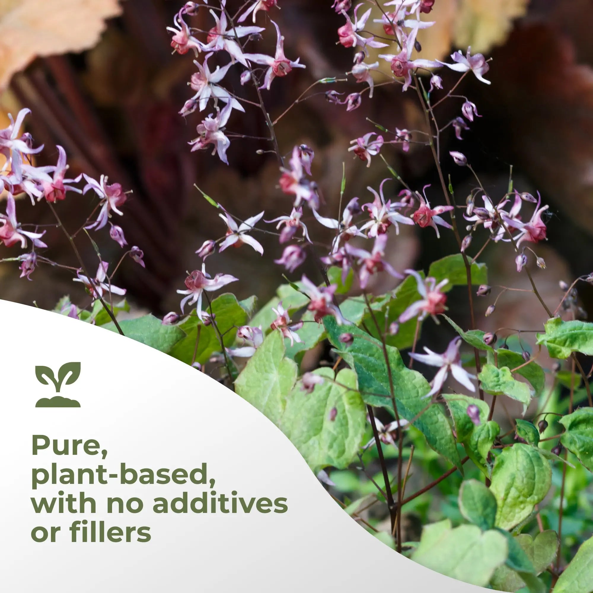 Horny Goat Weed Extract Gade Nutrition